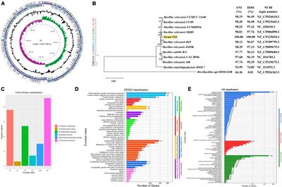 Complete genome analysis of Bacillus velezensis TS5 and its potential as a probiotic strain in mice